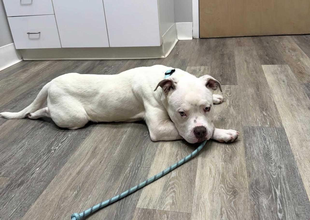 Mack Truck, a Adoptable mixed breed in Richmond, VA image 2/6