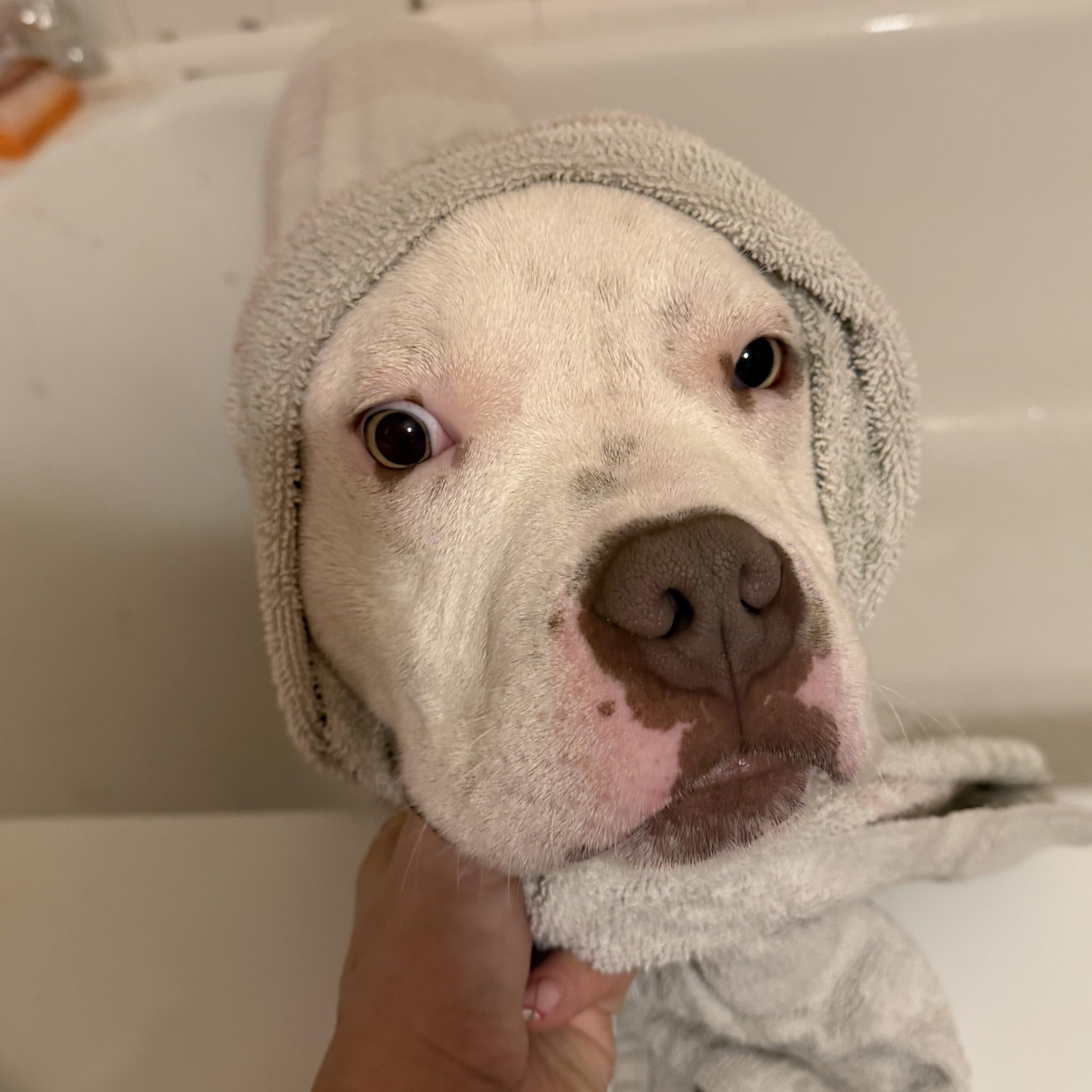 Mack Truck, a Adoptable mixed breed in Richmond, VA image 6/6