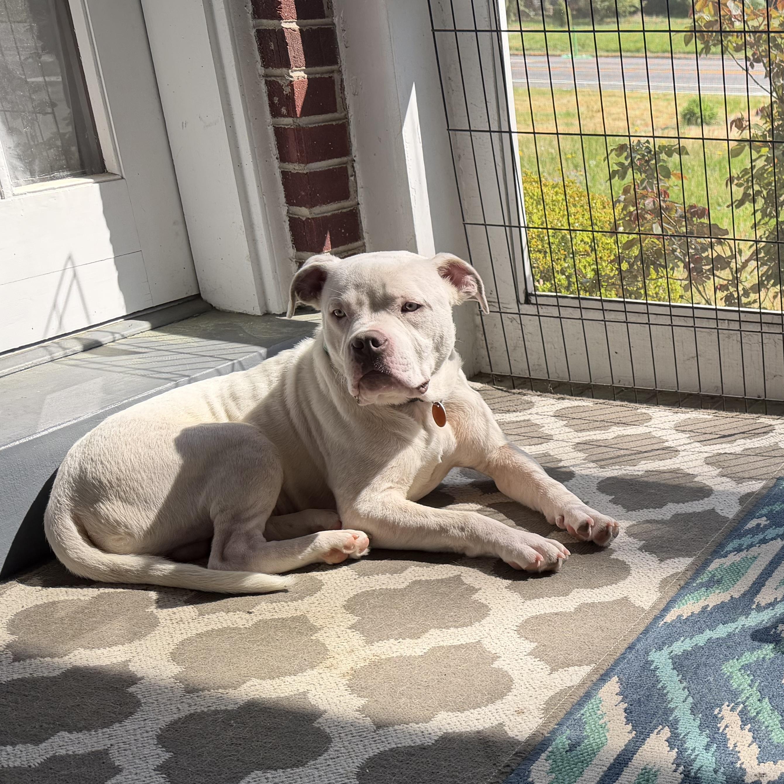 Mack Truck, a Adoptable mixed breed in Richmond, VA image 3/6