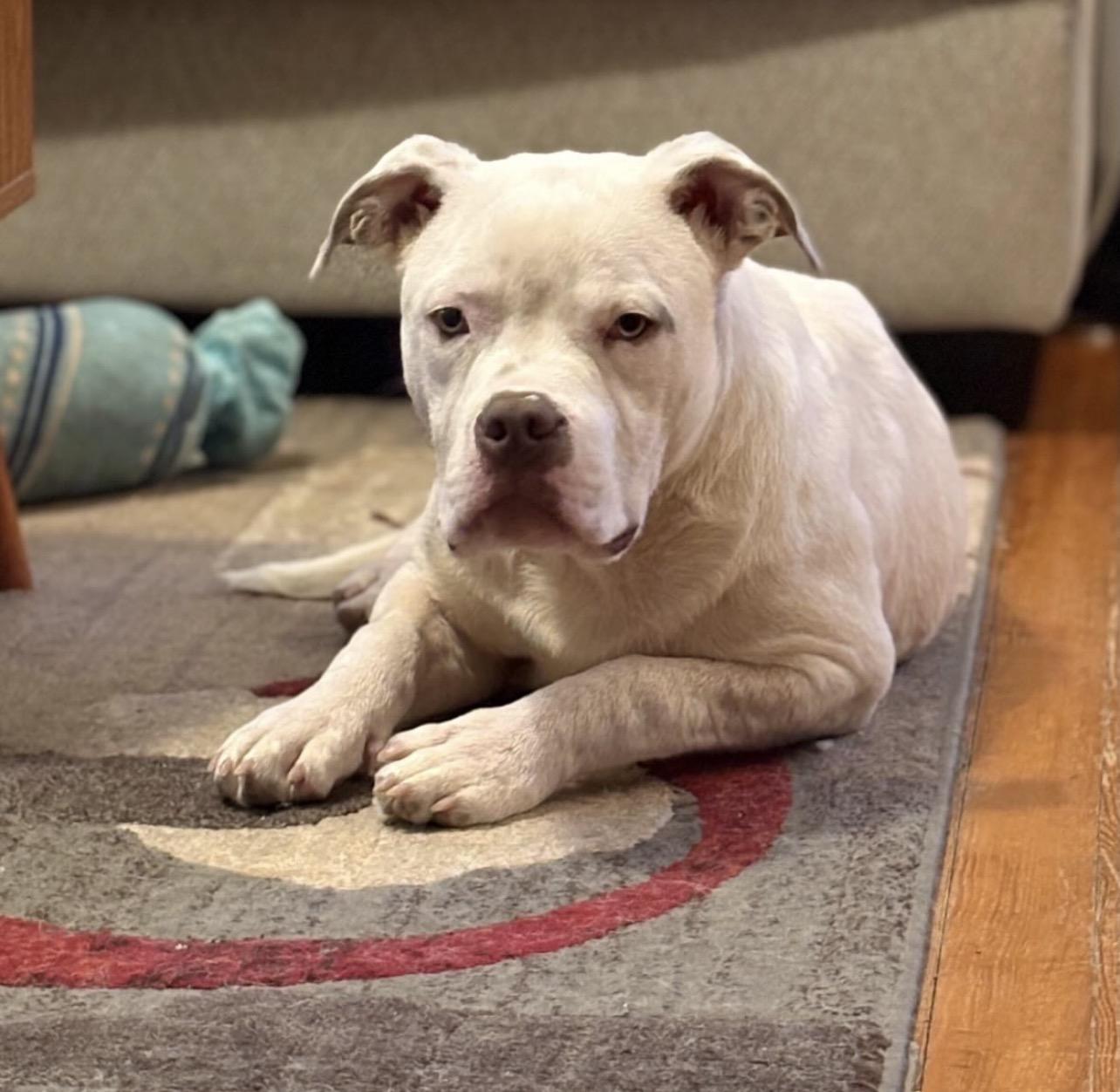 Mack Truck, Adoptable, Young Male Pit Bull Terrier.