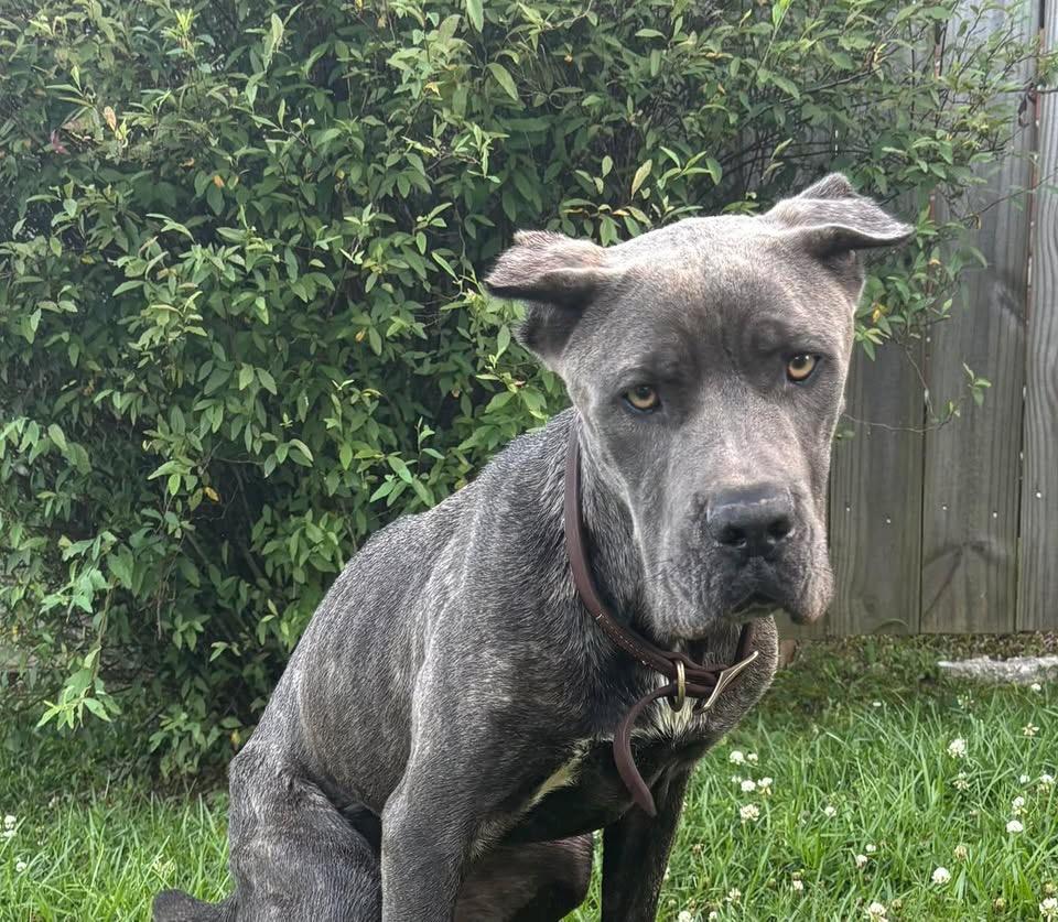 Sunnie Bunnie, Adult Female Cane Corso