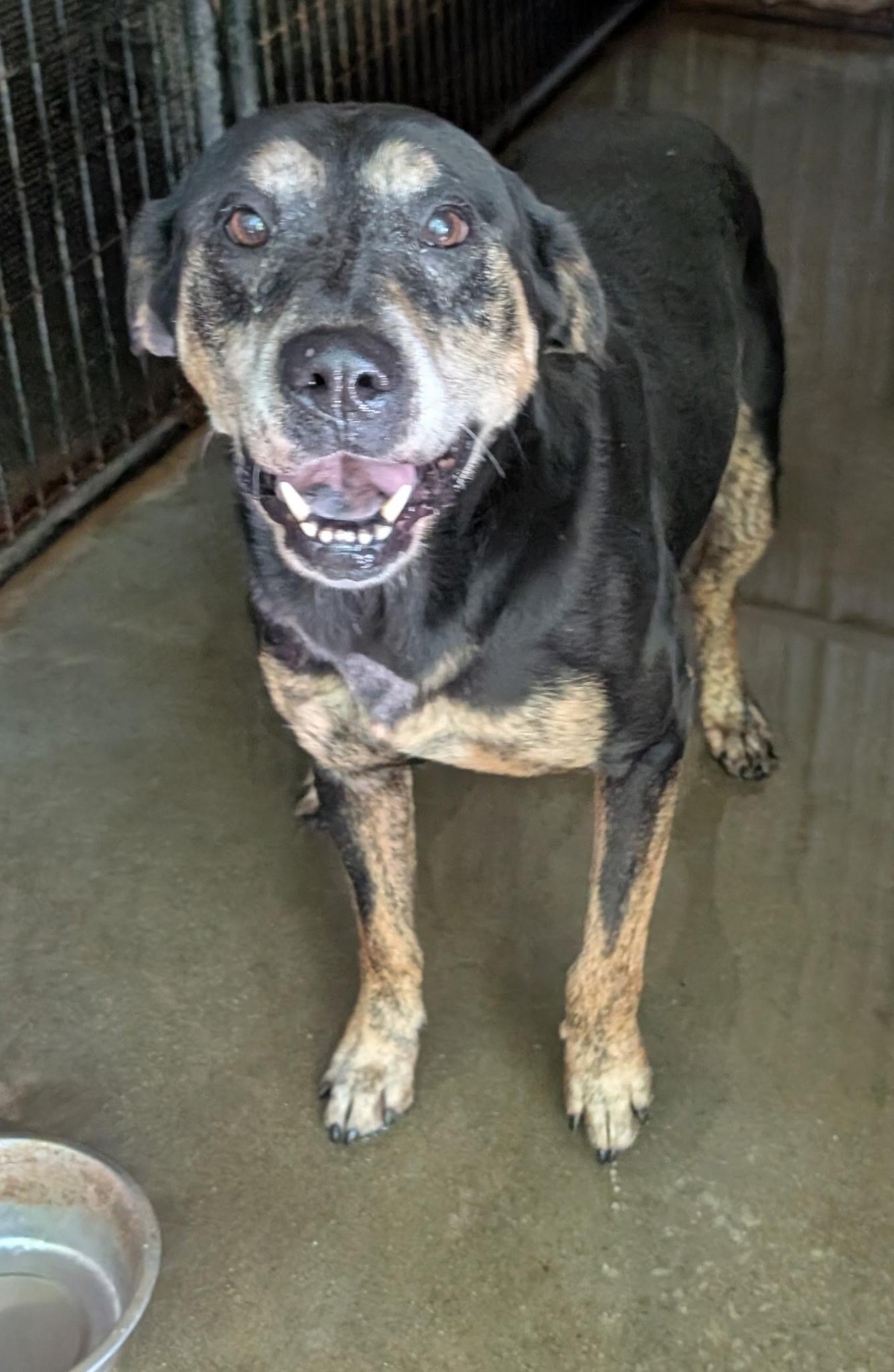 Gracie, a Adoptable mixed breed in Metropolis, IL image 2/3