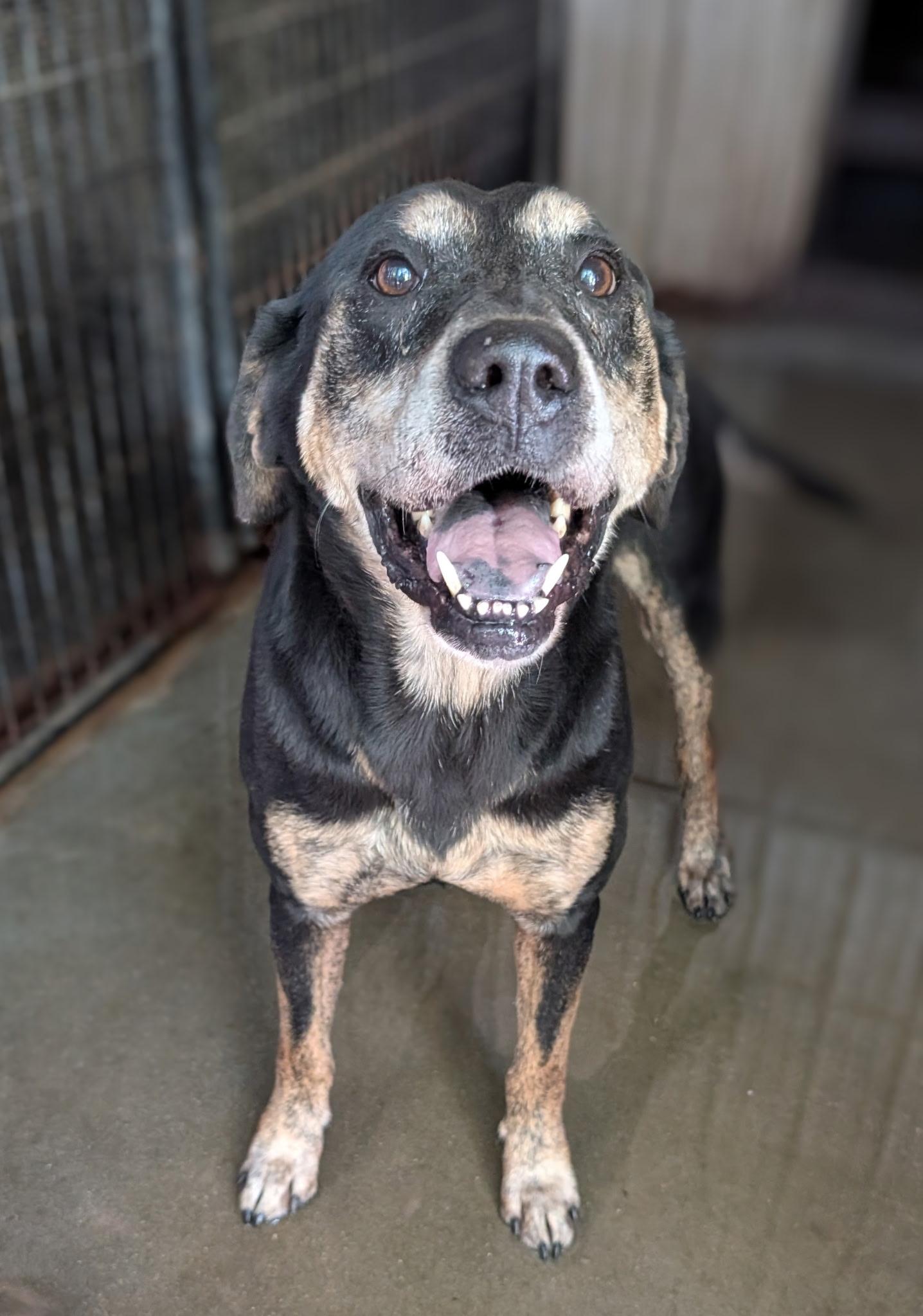 Gracie, a Adoptable mixed breed in Metropolis, IL image 1/3