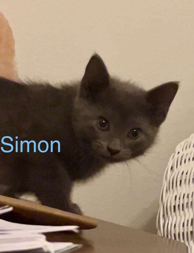 Simon, a Adoptable mixed breed in Fern Park, FL image 2/2