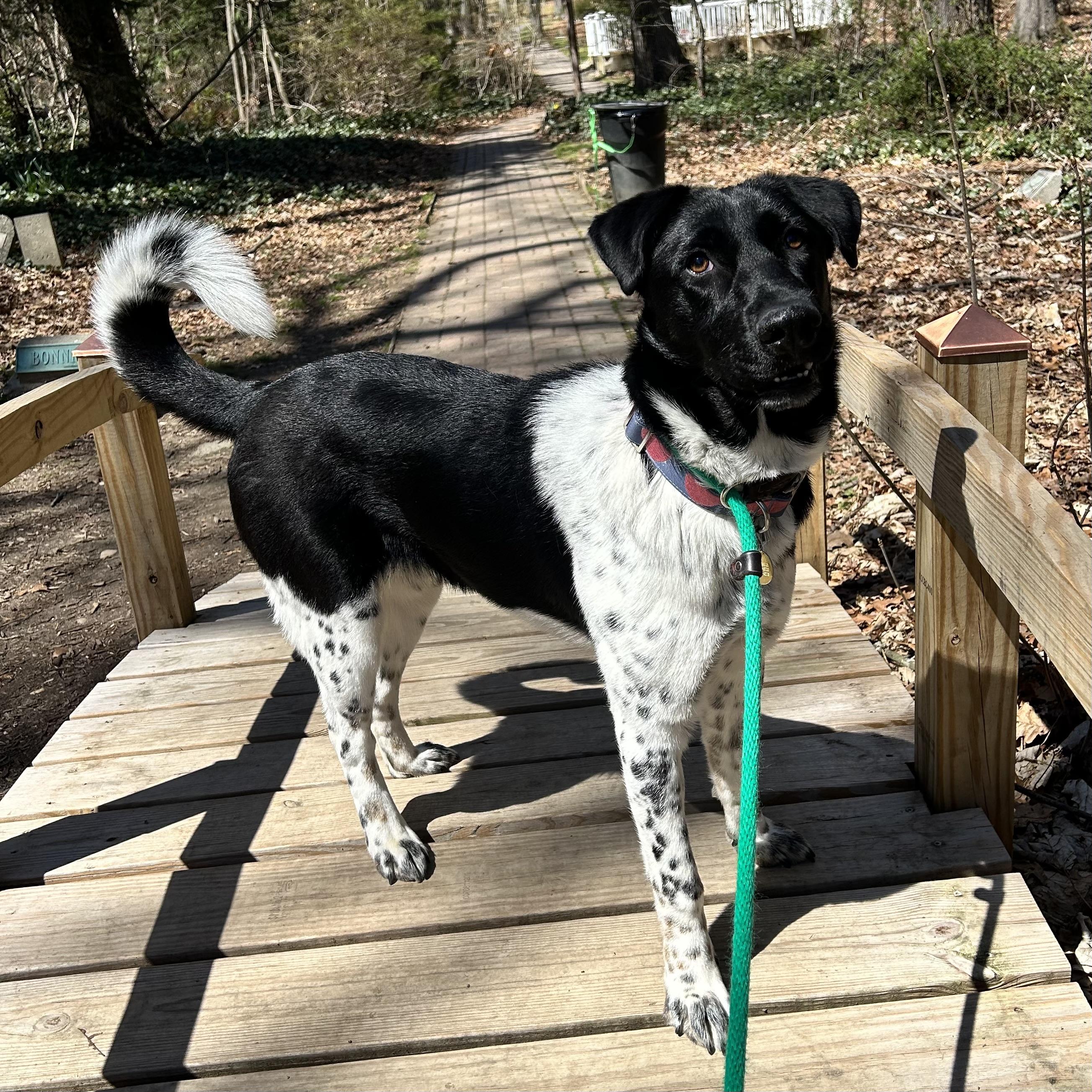 abigail, adopted, Young Female Collie.