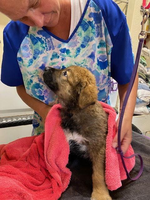 Elvis, Adopted, Puppy Male Great Pyrenees & Border Collie.