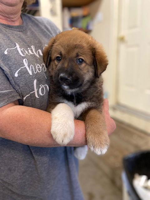 Enlarge Elvis, a Adopted mixed breed in Pueblo West, CO image 2/2