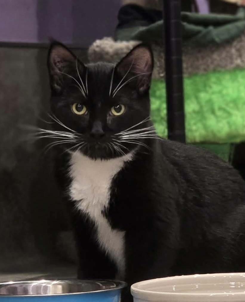 Loomis, ADOPTABLE, Young Male Domestic Short Hair.