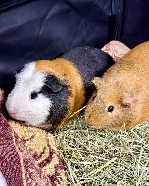 Cindy & Squire, Adoptable, Adult Female Guinea Pig.
