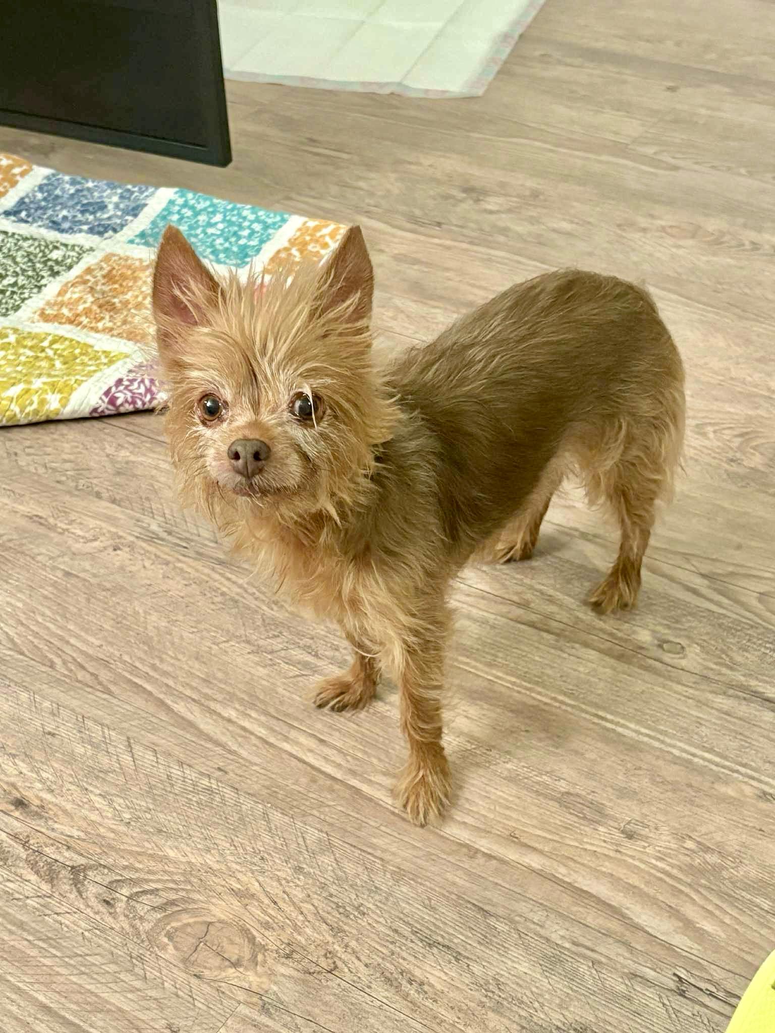 Dixie, adopted, Adult Female Yorkshire Terrier.