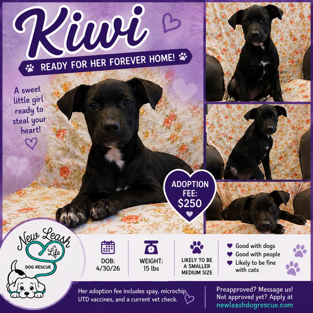 Kiwi, Adoptable, Puppy Female Labrador Retriever.