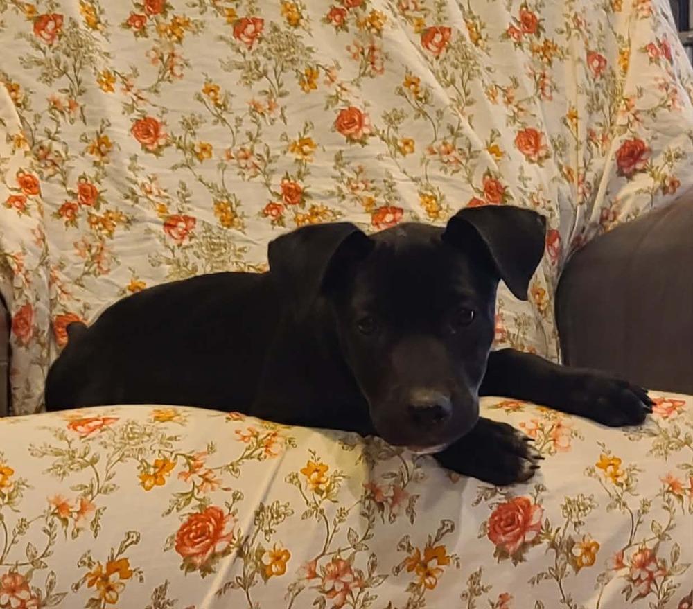 Enlarge Kiwi, a Adoptable mixed breed in Rockland, WI image 2/6
