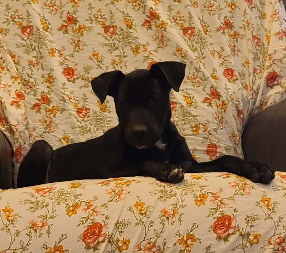 Enlarge Kiwi, a Adoptable mixed breed in Rockland, WI image 3/6