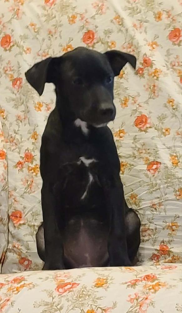 Enlarge Kiwi, a Adoptable mixed breed in Rockland, WI image 4/6