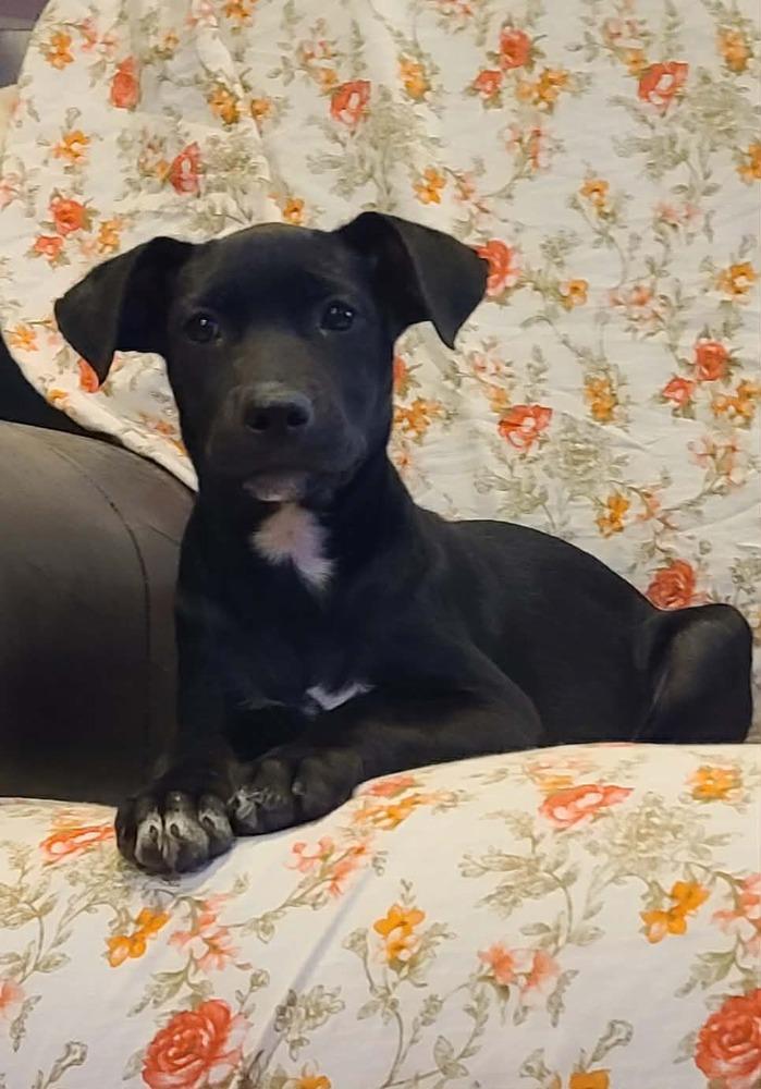 Enlarge Kiwi, a Adoptable mixed breed in Rockland, WI image 5/6