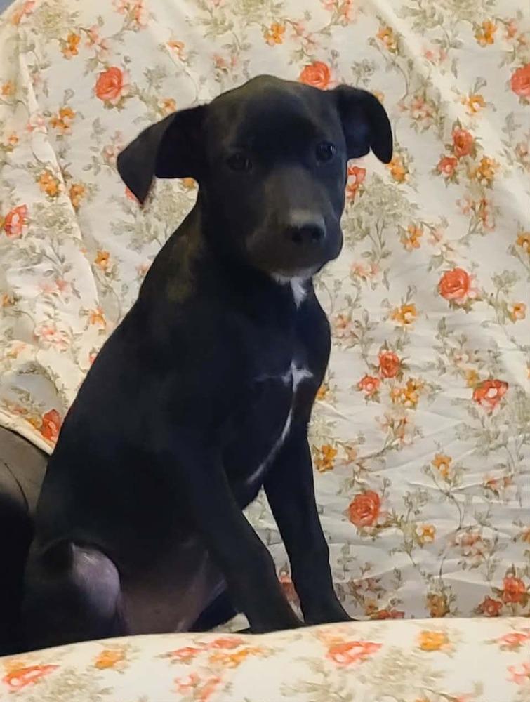 Enlarge Kiwi, a Adoptable mixed breed in Rockland, WI image 6/6