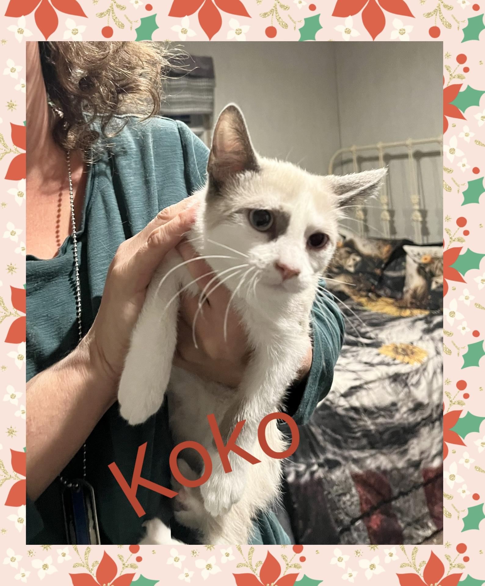 Enlarge Koko, a ADOPTABLE Siamese in Lebanon, MO image 1/1