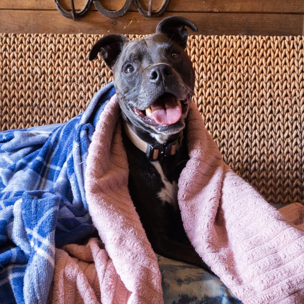 Enlarge Carter, a Adoptable mixed breed in Corvallis, OR image 2/6