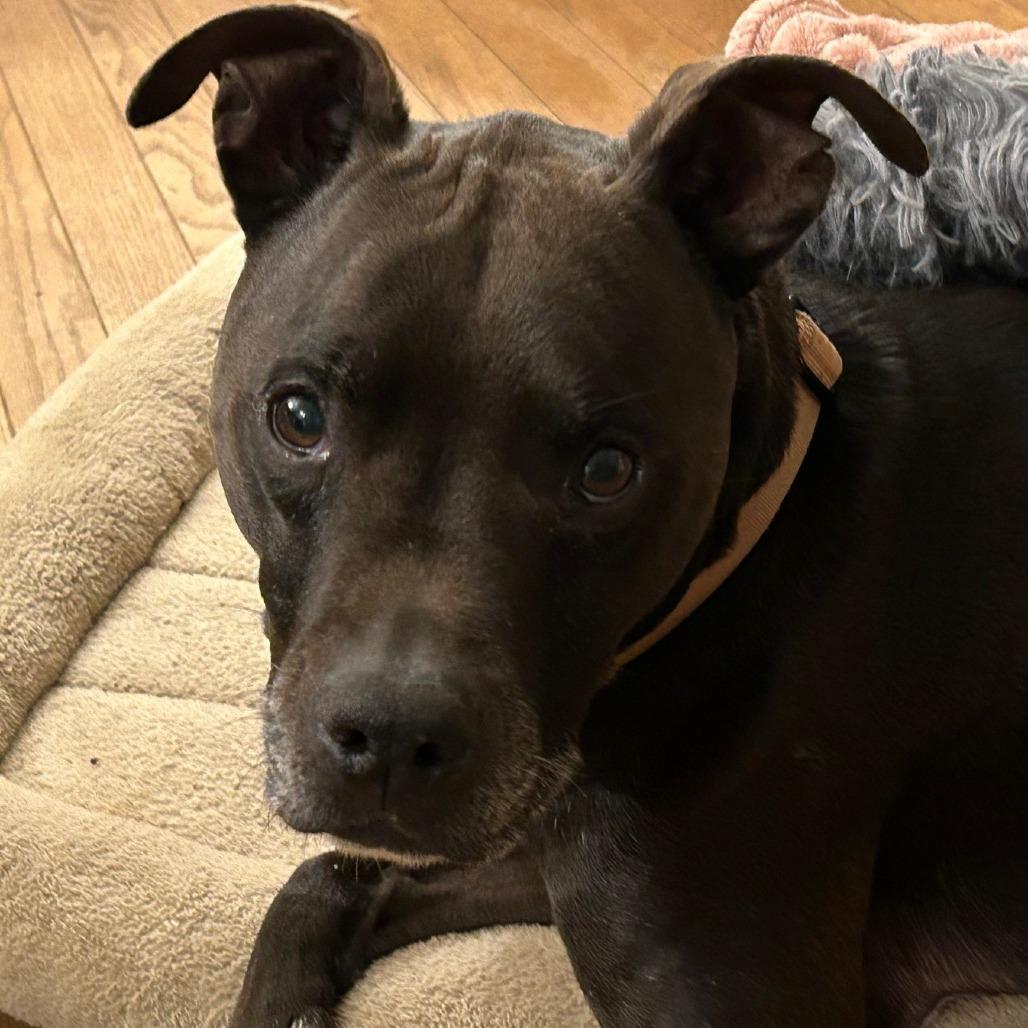 Enlarge Carter, a Adoptable mixed breed in Corvallis, OR image 5/6