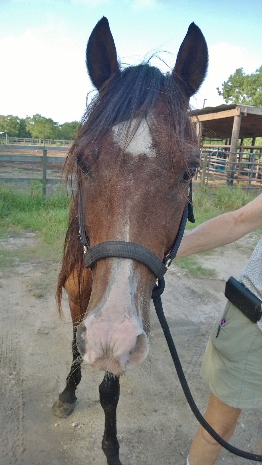 Samson photo 1