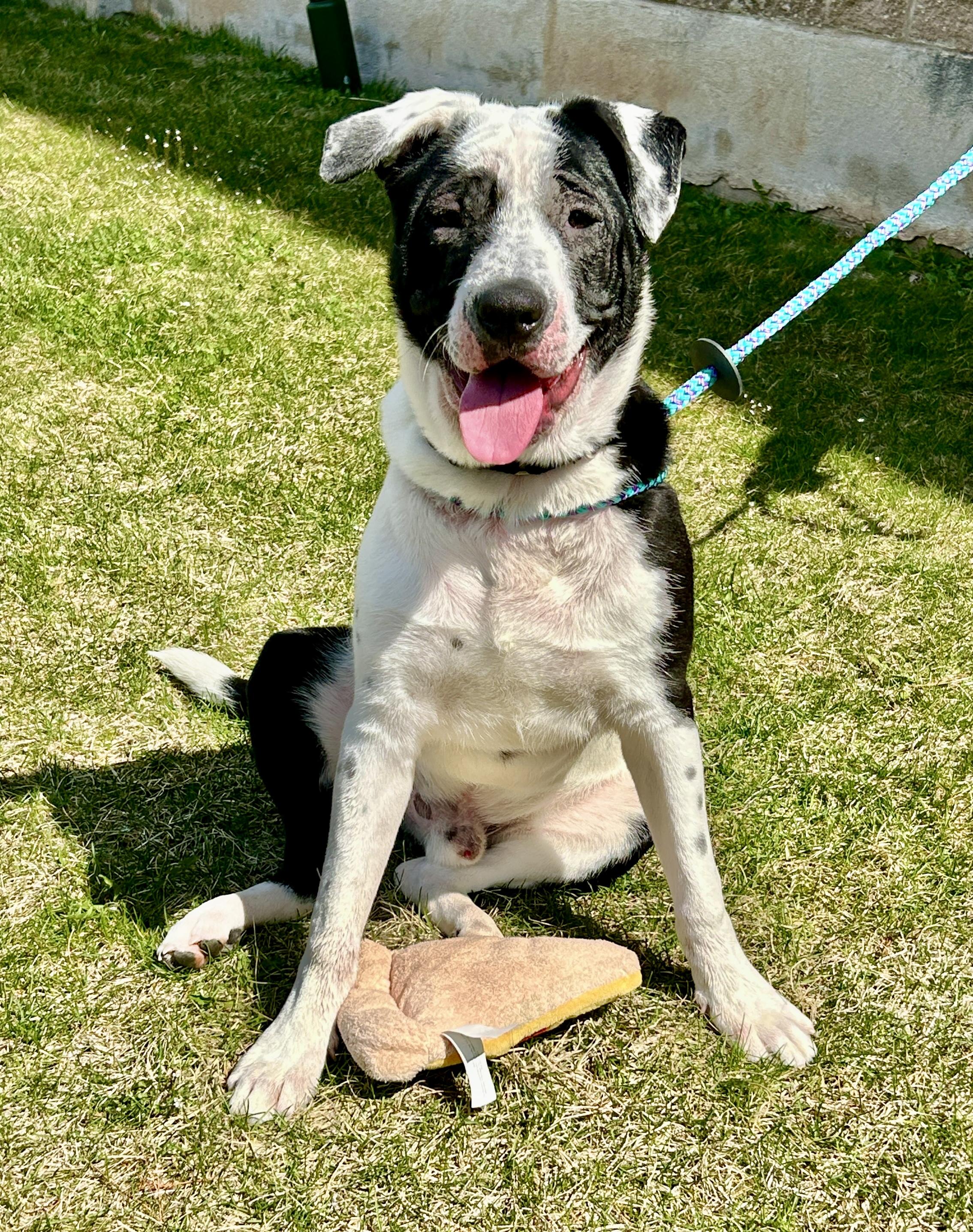 Jasper, a Adoptable mixed breed in Warren, NJ image 4/5