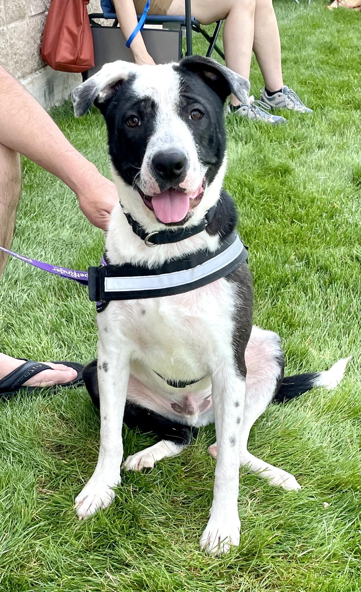 Jasper, a Adoptable mixed breed in Warren, NJ image 5/5