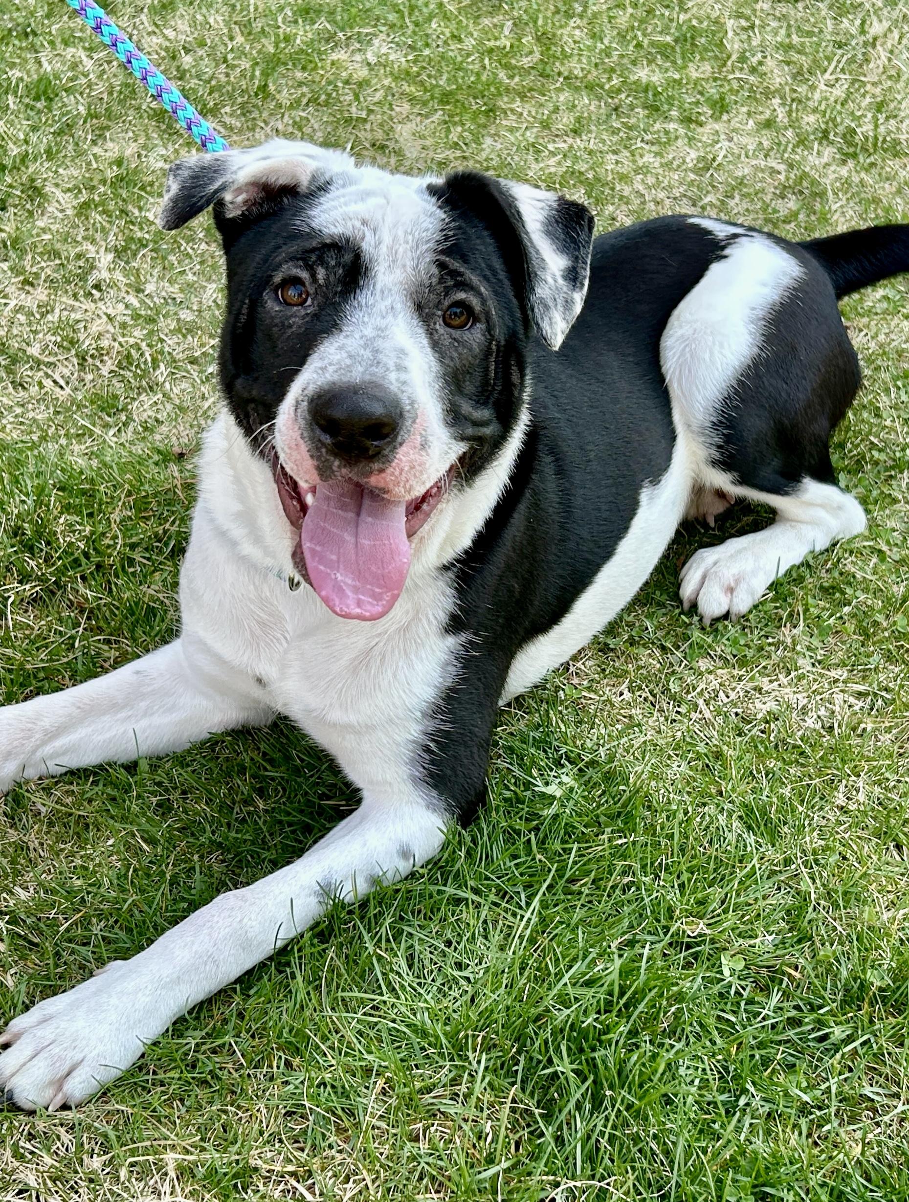 Jasper, a Adoptable mixed breed in Warren, NJ image 3/5