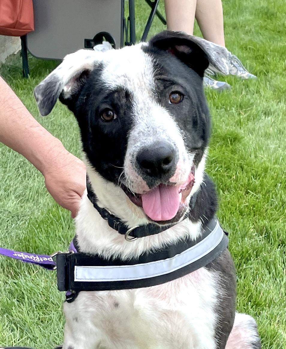 Jasper, Adoptable, Young Male Terrier.