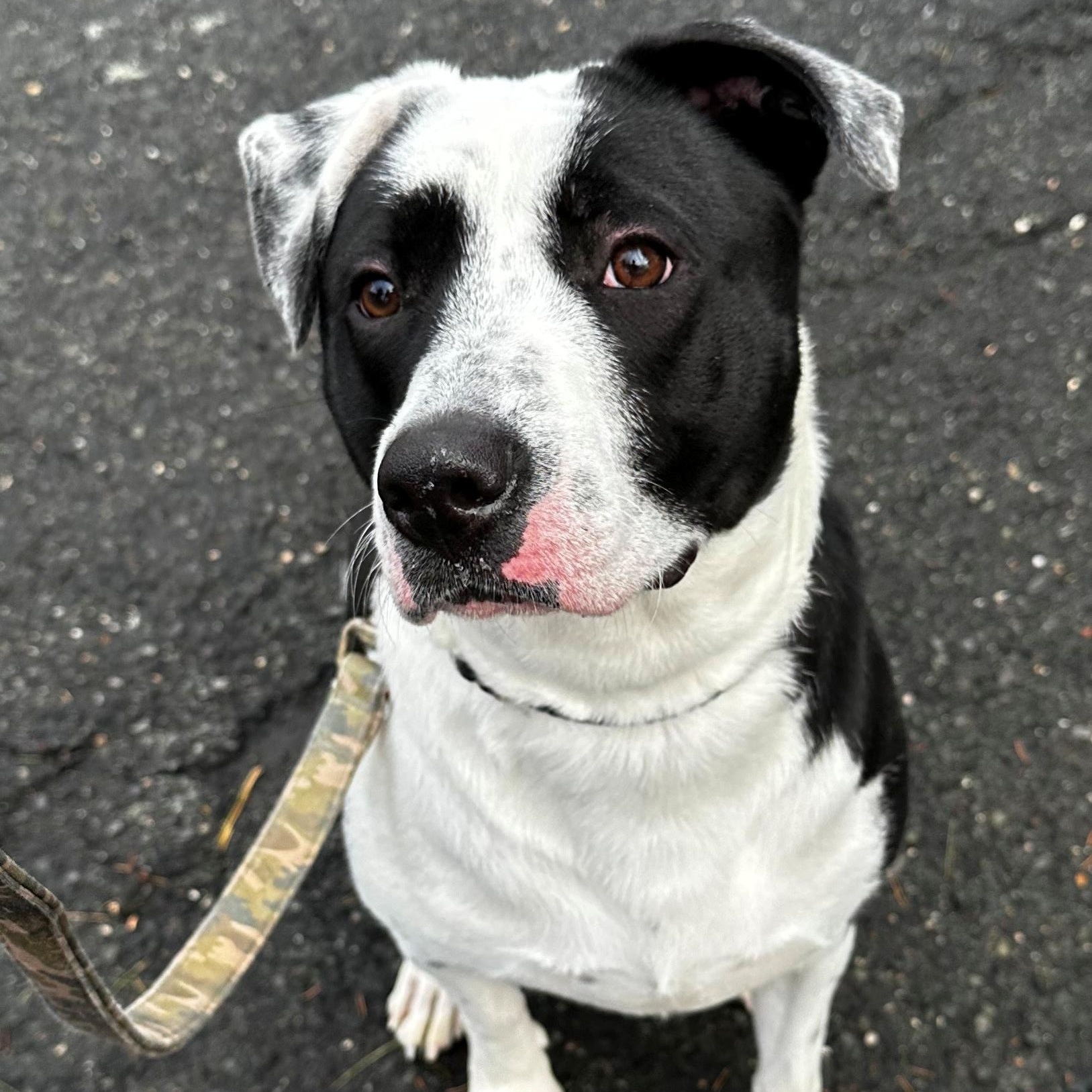Jasper, Adoptable, Young Male Terrier.