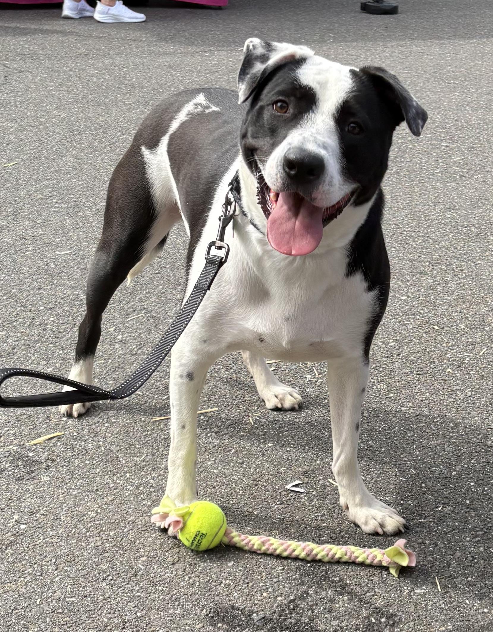 Enlarge Jasper, a Adoptable mixed breed in Warren, NJ image 2/6