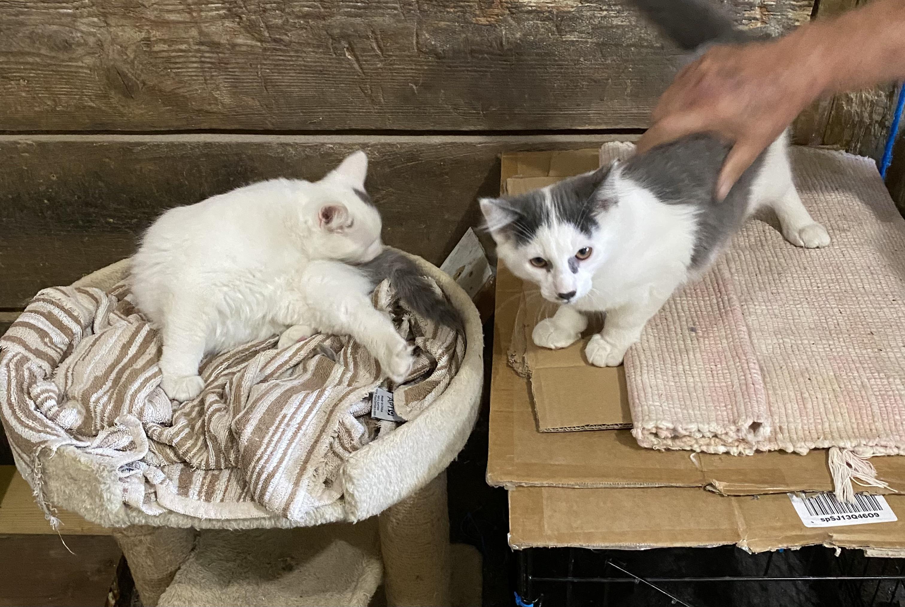 Cat for adoption - Chester and George –Gorgeous 3 -4 month