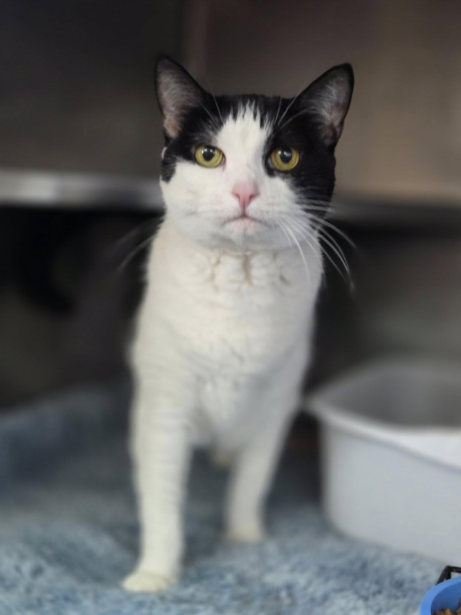 Luna, Adult Female unknown