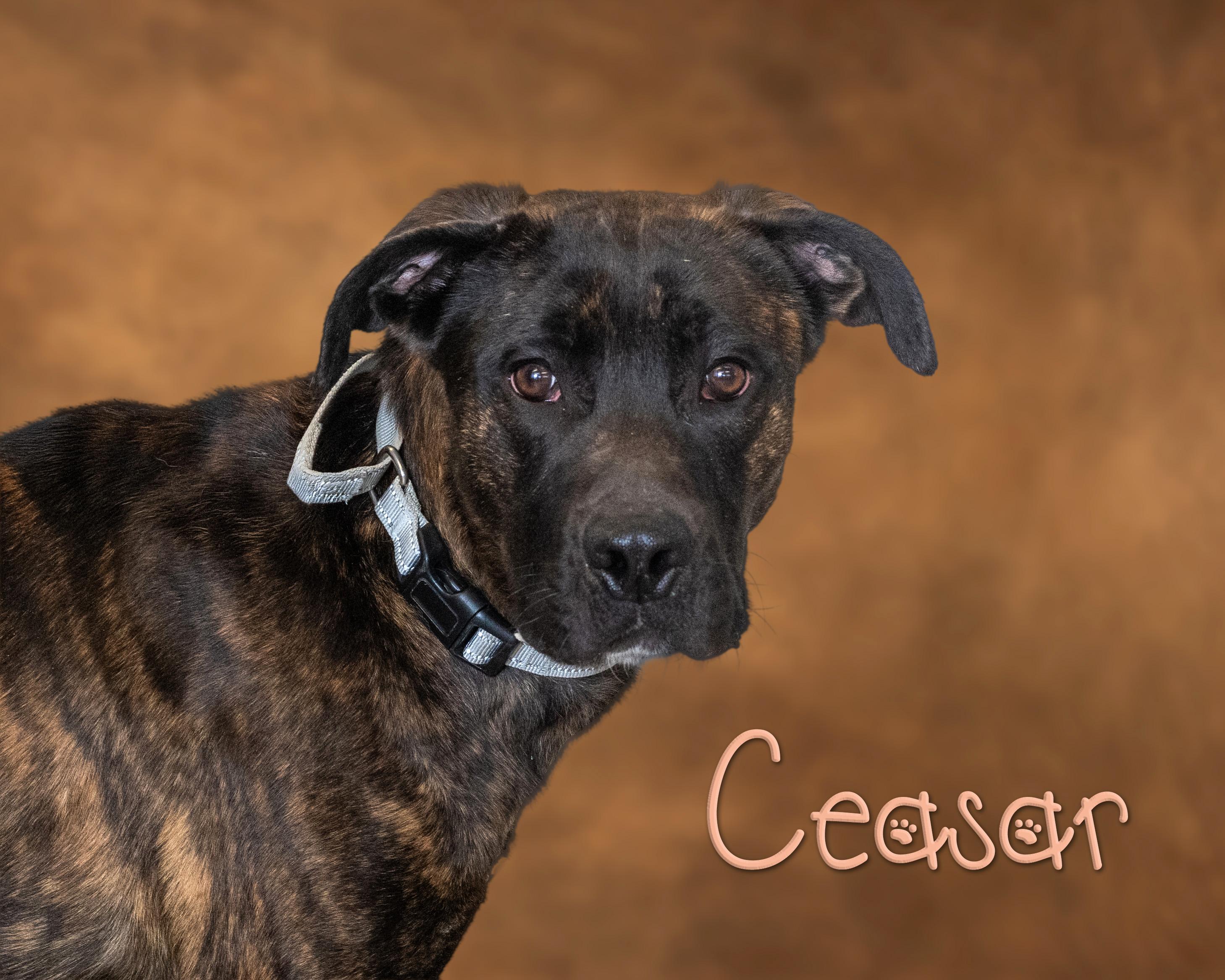 Ceasar, ADOPTABLE, Adult Male Great Dane & Pit Bull Terrier.