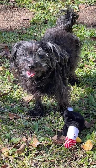 Enlarge Bentley, a Adoptable Yorkie Poo in Wilmington, NC image 1/5