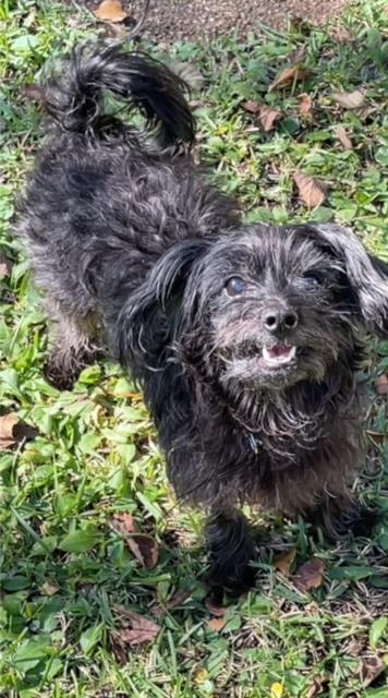 Enlarge Bentley, a Adoptable Yorkie Poo in Wilmington, NC image 2/5