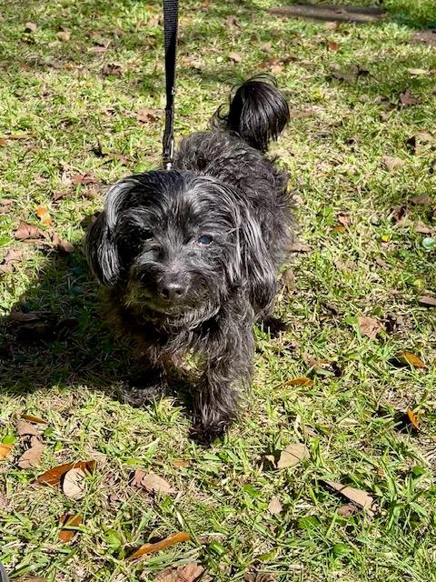 Enlarge Bentley, a Adoptable Yorkie Poo in Wilmington, NC image 3/5