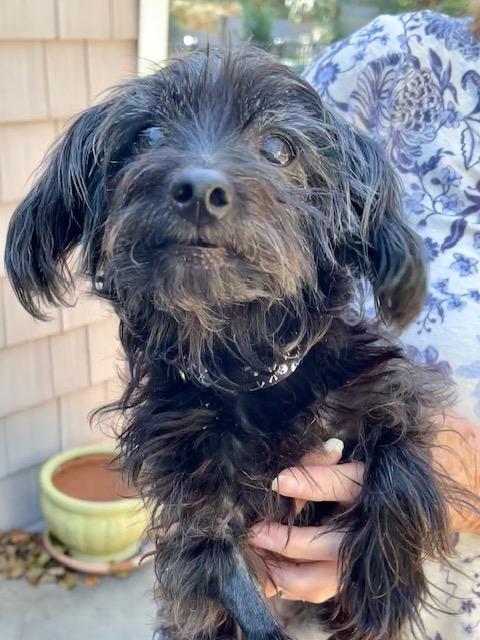 Enlarge Bentley, a Adoptable Yorkie Poo in Wilmington, NC image 4/5