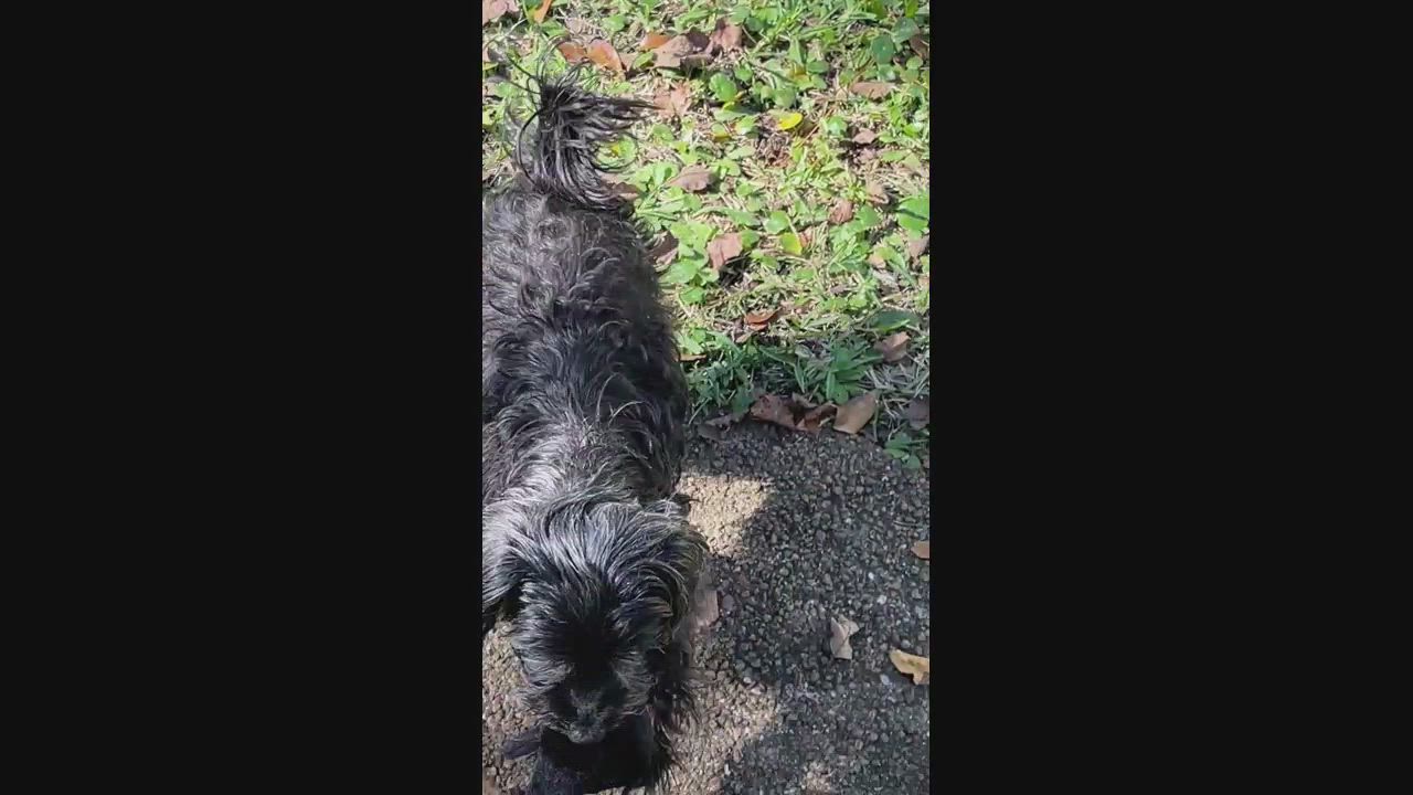 Enlarge Bentley, a Adoptable Yorkie Poo in Wilmington, NC video 5/5