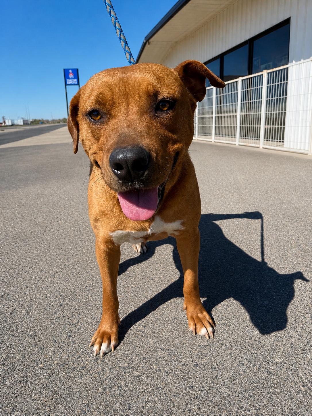 Sadie (Courtesy Post), Adoptable, Adult Female American Staffordshire Terrier & Labrador Retriever.