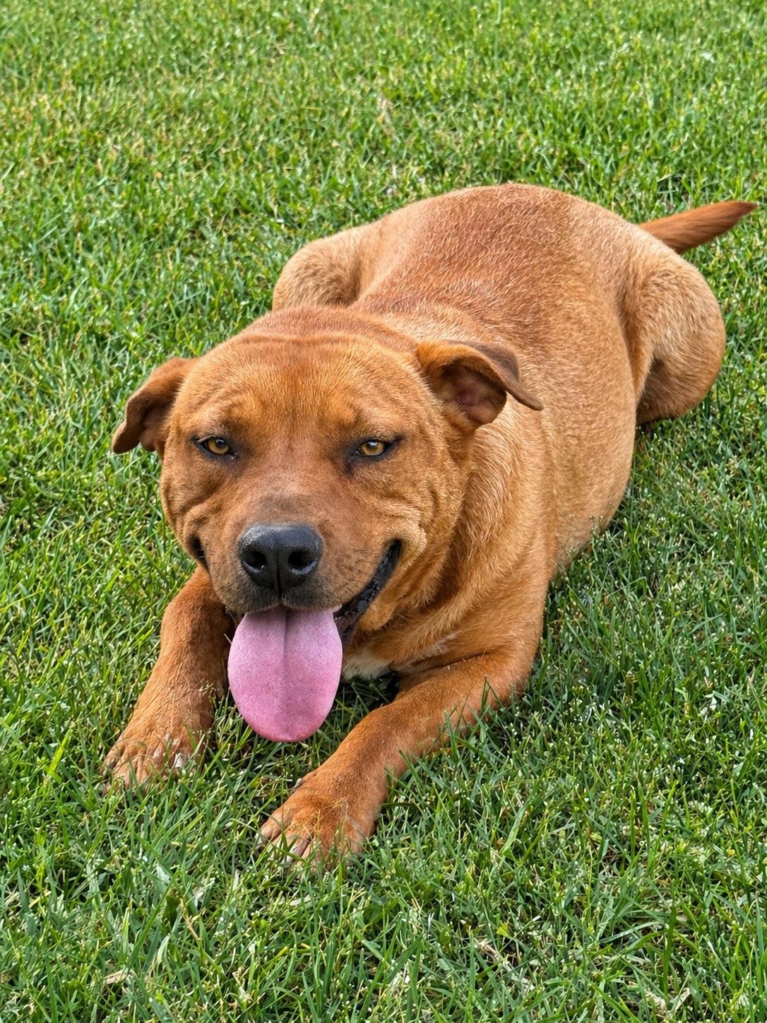 Enlarge Sadie (Courtesy Post), a Adoptable mixed breed in Hinton, OK image 2/3