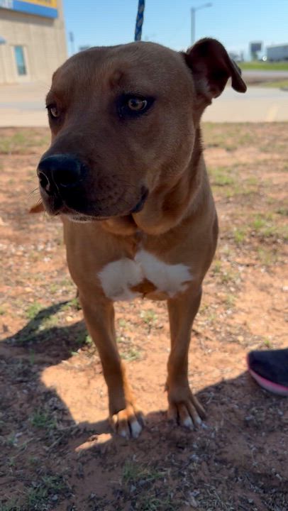 Enlarge Sadie (Courtesy Post), a Adoptable mixed breed in Hinton, OK video 3/3