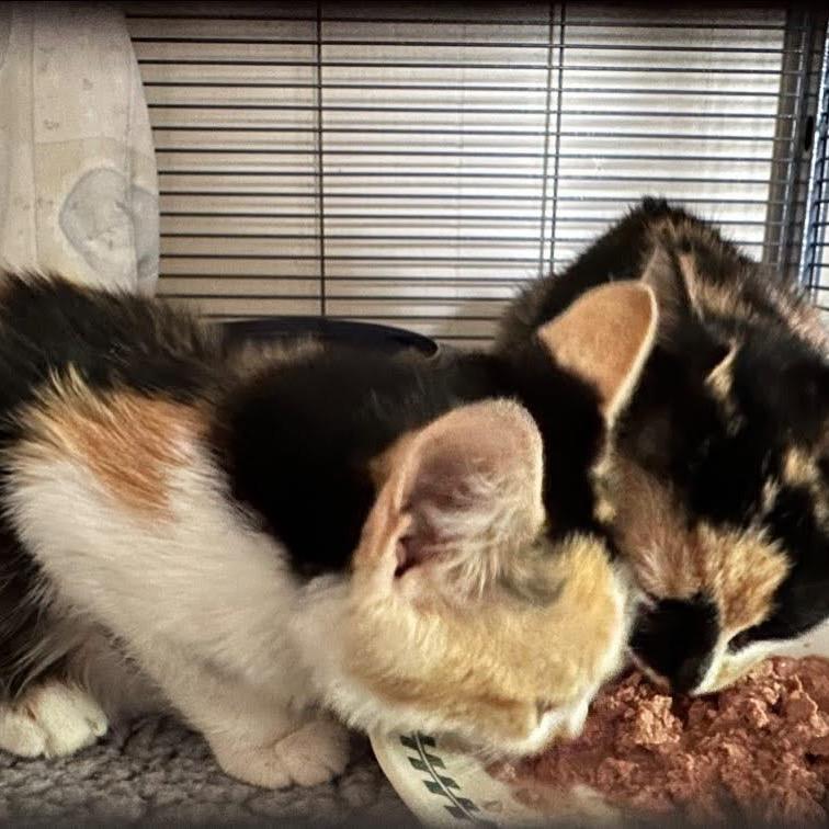 kiwi (calisista), Adoptable, Young Female Domestic Short Hair.