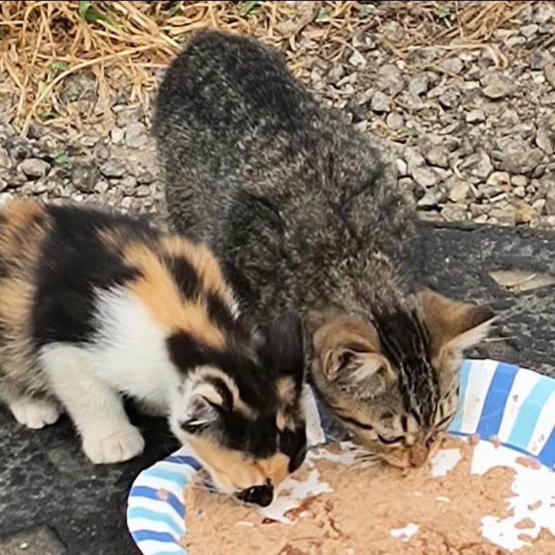 Enlarge kiwi (calisista), a Adoptable Domestic Short Hair in Galesburg, IL image 2/6