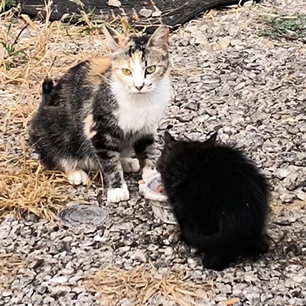 Enlarge kiwi (calisista), a Adoptable Domestic Short Hair in Galesburg, IL image 3/6