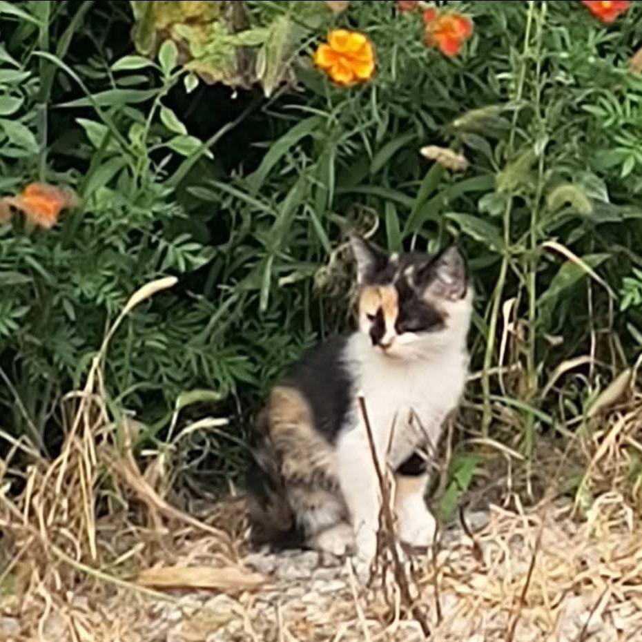 Enlarge kiwi (calisista), a Adoptable Domestic Short Hair in Galesburg, IL image 4/6