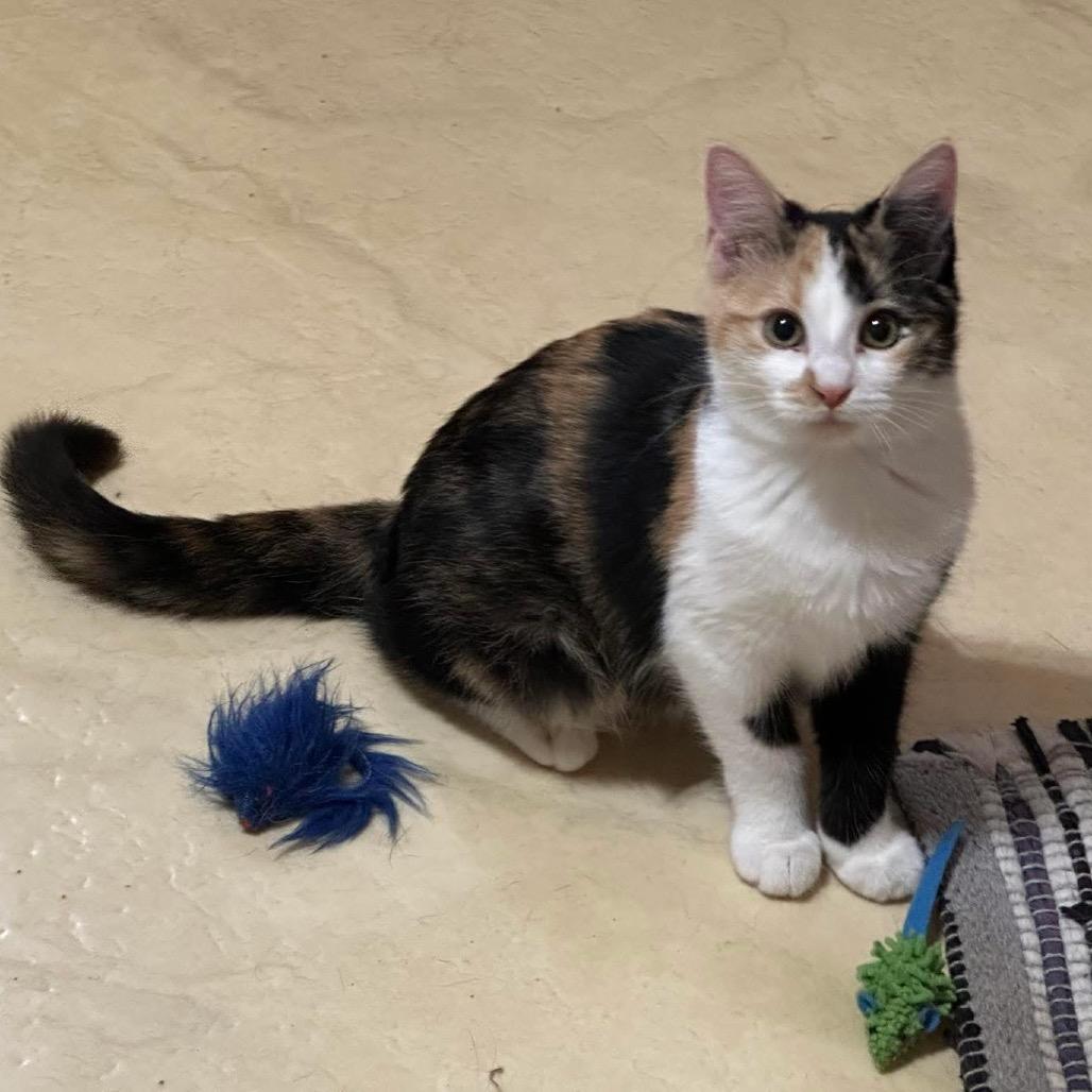 Enlarge kiwi (calisista), a Adoptable Domestic Short Hair in Galesburg, IL image 5/6