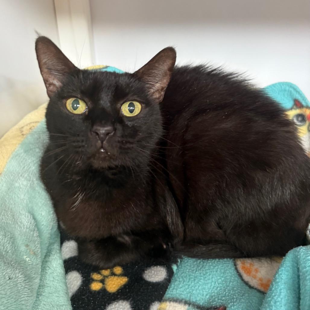 Peanut, Adoptable, Senior Female Domestic Short Hair.