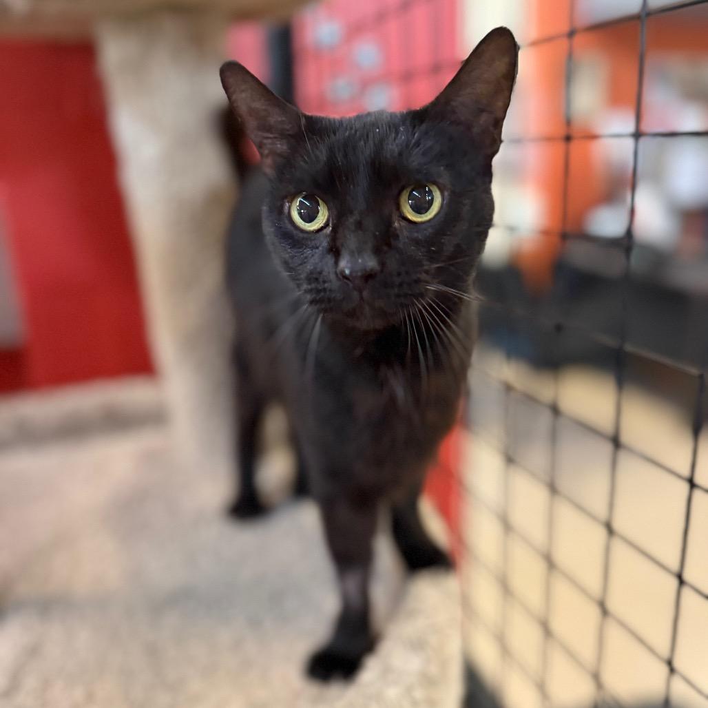 Enlarge Peanut, a Adoptable Domestic Short Hair in Sarasota, FL image 2/4