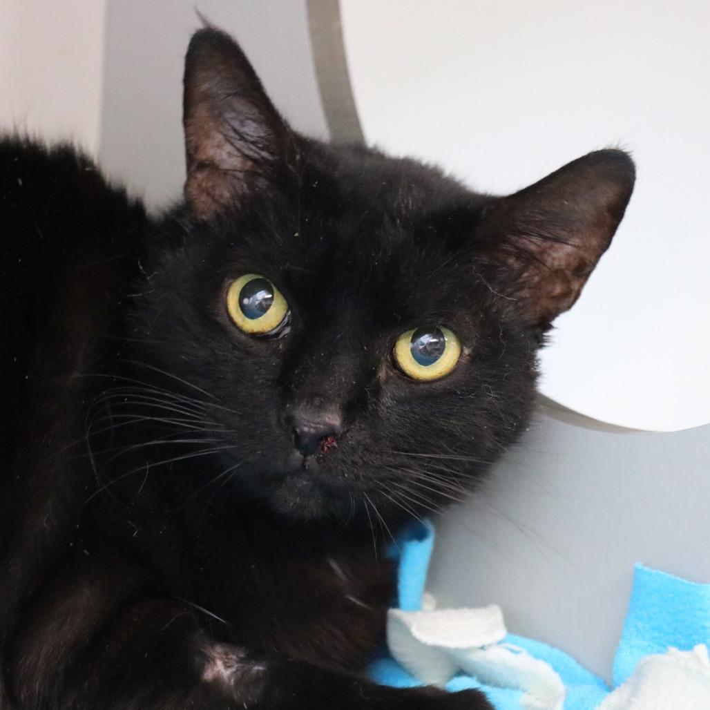 Enlarge Peanut, a Adoptable Domestic Short Hair in Sarasota, FL image 3/4