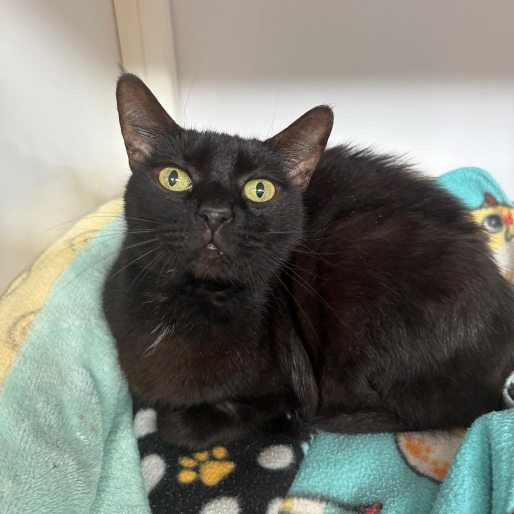 Enlarge Peanut, a Adoptable Domestic Short Hair in Sarasota, FL image 4/4